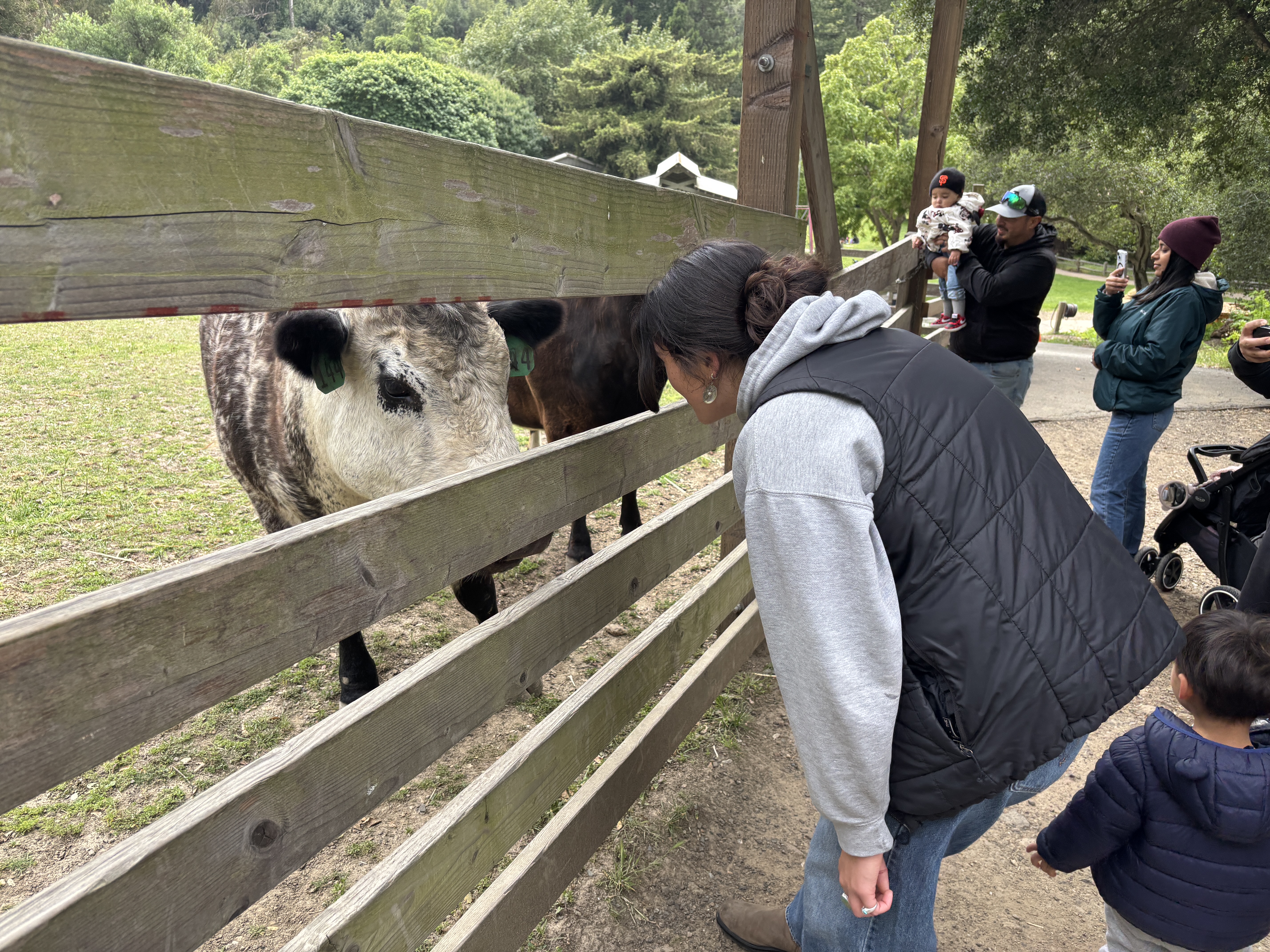 Feeding cows at Tilden Little Farm with Chloe