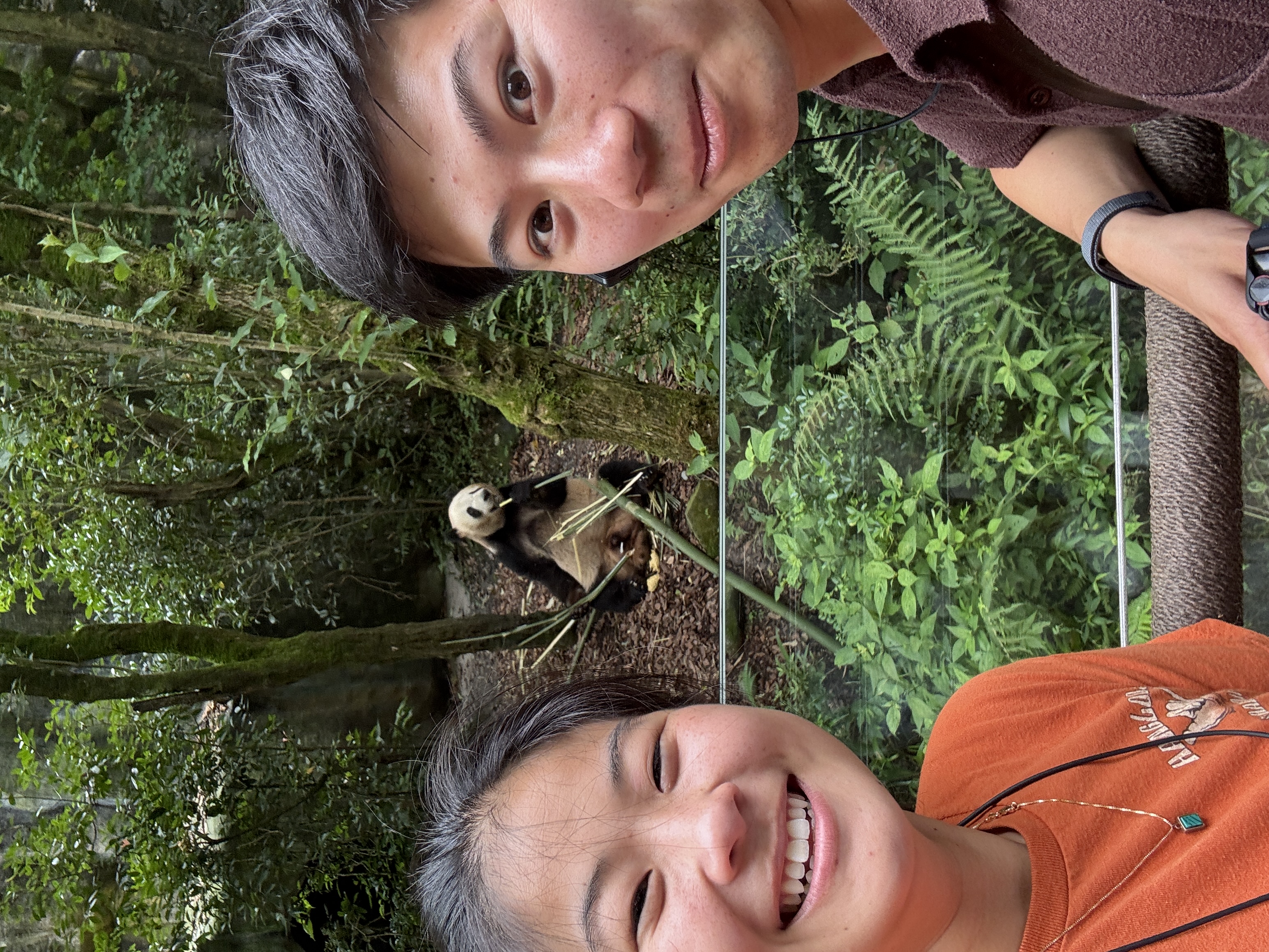 Giant pandas in Chengdu