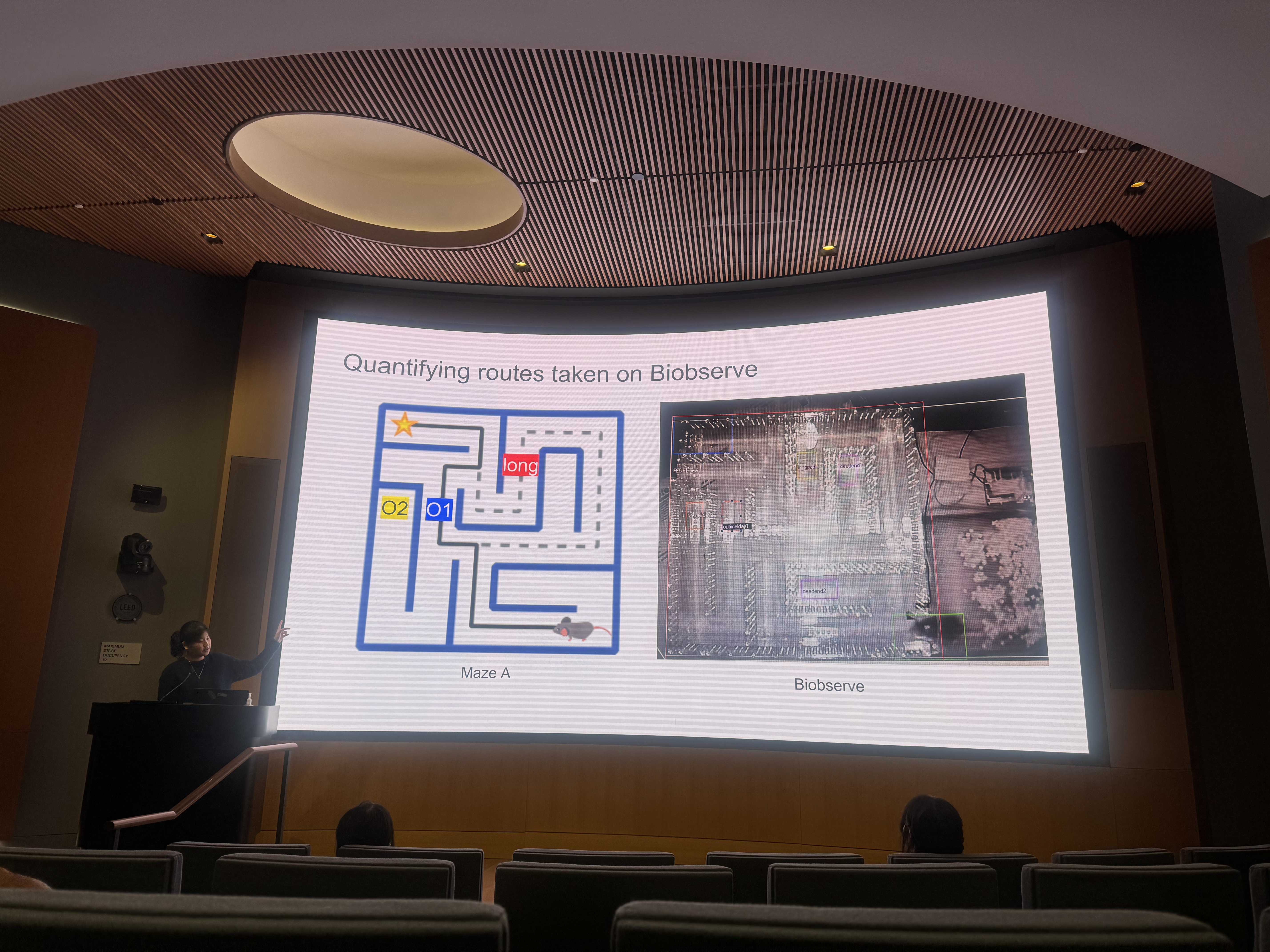 maze research